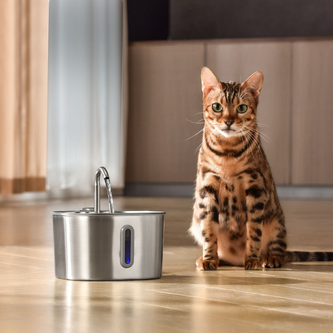 Give Your Cat the Gift of More Healthy Years With Purrflow