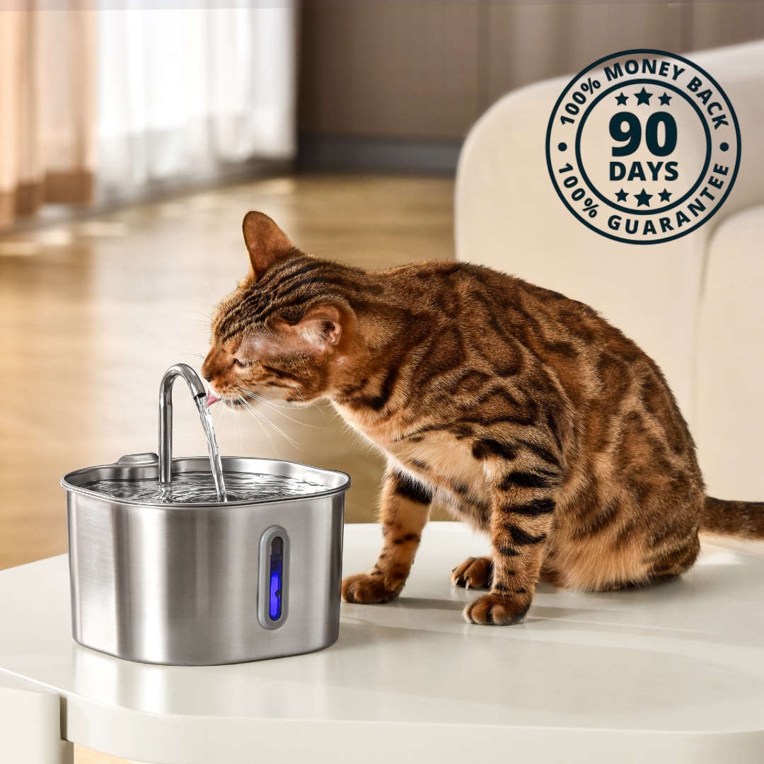 Give Your Cat the Gift of More Healthy Years With Purrflow