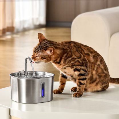 Healthier Cat, Longer Life, One Sip at a Time
